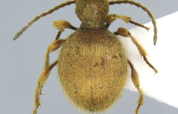 Specimen example of a Golden spider beetle